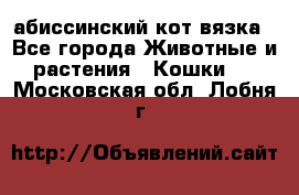 абиссинский кот вязка - Все города Животные и растения » Кошки   . Московская обл.,Лобня г.